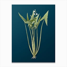 Vintage Arrowhead Botanical Art on Teal Blue n.0578 Canvas Print