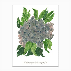 Hydrangea Macrophylla 1 Canvas Print