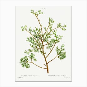 Atlantic White Cypress, Pierre Joseph Redoute Canvas Print