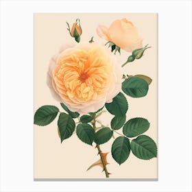 English Roses Painting Rose In A Book 2 Canvas Print