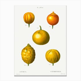 5 Types Of Bitter Orange, Sweet Lemon, And Sweet Lime, Pierre Joseph Redoute Canvas Print