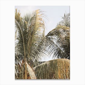 Palmtree Leaves Bali Canvas Print