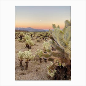 Cholla Cactus Garden at Sunset, Joshua Tree National Park 3 - Vertical Canvas Print