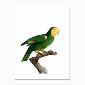 Vintage Yellow Shouldered Parrot Illustration on Pure White n.0007 Canvas Print