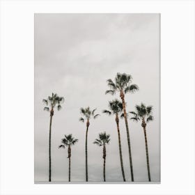 Moody Beach Palms Canvas Print