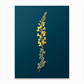Vintage Adenocarpus Botanical Art on Teal Blue n.0957 Canvas Print