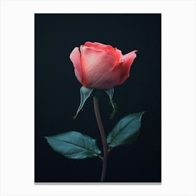 Pink Rose On Black Background 49 Canvas Print