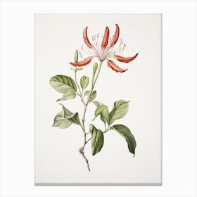 Honeysuckle Flower Vintage Botanical 2 Canvas Print
