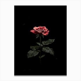 Dark Rose 117 Canvas Print