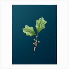 Vintage Bear Oak Leaves Botanical Art on Teal Blue Canvas Print