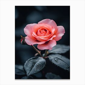 Pink Rose 22 Canvas Print