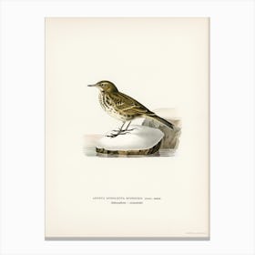 Water Pipit (Anthus Spinoletta Rupestris), The Von Wright Brothers Canvas Print