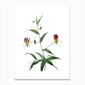 Vintage Flame Lily Botanical Illustration on Pure White Canvas Print