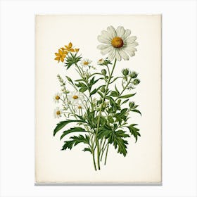 Vintage Botanical Galleria Style Wildflower Painting 45 Canvas Print