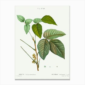 Poison Ivy, Pierre Joseph Redoute Canvas Print