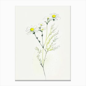 Feverfew Herb Minimalist Watercolour 2 Canvas Print