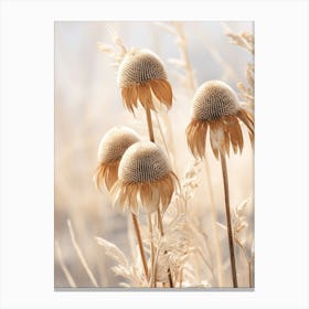 Boho Dried Flowers Coneflower 2 Canvas Print