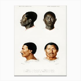 Human Race, Charles Dessalines D' Orbigny Canvas Print