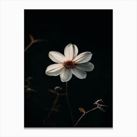 White Flower In The Dark 3 Canvas Print