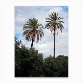 Palms Nature Tree Photography Realistic italy italia italian photo photography art travel Canvas Print