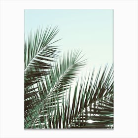 Palm Leaves_2103210 Canvas Print