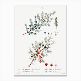 Common Juniper, Pierre Joseph Redoute Canvas Print