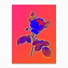 Neon Pink Cabbage Rose Botanical in Hot Pink and Electric Blue n.0258 Canvas Print