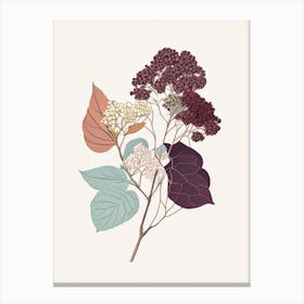 Hydrangea Root Spices And Herbs Minimal Line Drawing 2 Canvas Print