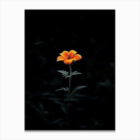 Single Flower In The Dark 8 Canvas Print