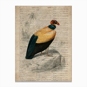 Vulture Dictionnaire Universel Dhistoire Naturelle Canvas Print