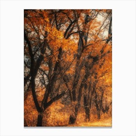 Autumn In The Forest Photo Canvas Print