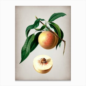 Vintage Peach Botanical on Parchment n.0043 Canvas Print