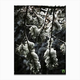 Snowy Pine Branches 20201004 174ppub Canvas Print