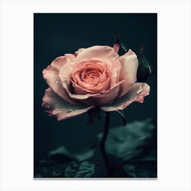 Pink Rose 61 Canvas Print