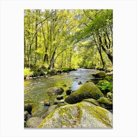 River In The Woods Canvas Print