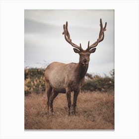 California Elk Scenery Canvas Print