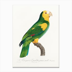 The Yellow Shouldered Amazon From Natural History Of Parrots, Francois Levaillant 1 Canvas Print