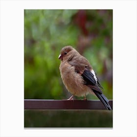 Bird Perched On A Railing Canvas Print