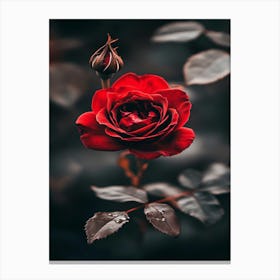 Dark Rose 32 Canvas Print