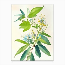 Wild Quinine Wildflower Watercolour Canvas Print