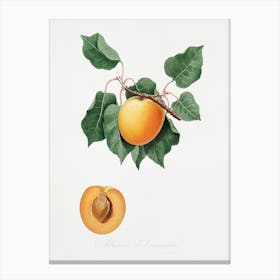 German Apricot From Pomona Italiana (1817 - 1839), Giorgio Gallesio Canvas Print