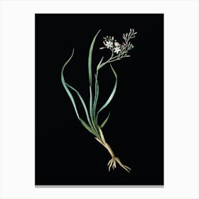 Vintage Phalangium Bicolor Botanical Illustration on Solid Black n.0555 Canvas Print