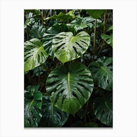 Monstera Leaf Canvas Print