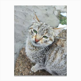 Cat mood Canvas Print