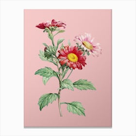 Vintage Red Aster Flowers Botanical on Soft Pink n.0264 Canvas Print