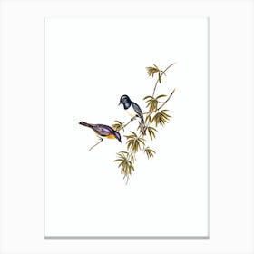 Vintage Pretty Leaden Flycatcher Bird Illustration on Pure White Canvas Print
