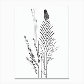 Horsetail Herb William Morris Inspired Line Drawing 3 Canvas Print