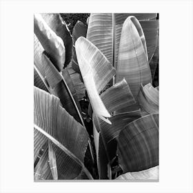 Banana Leaves In Black And White Canvas Print