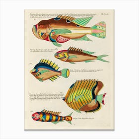 Colourful And Surreal Illustrations Of Fishes Found In Moluccas (Indonesia) And The East Indies, Louis Renard(27) Canvas Print