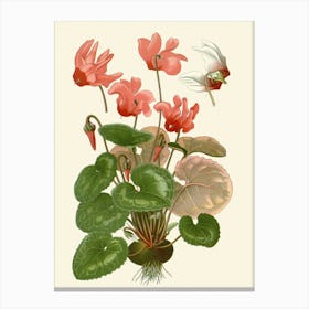 Cyclamen 1 Canvas Print